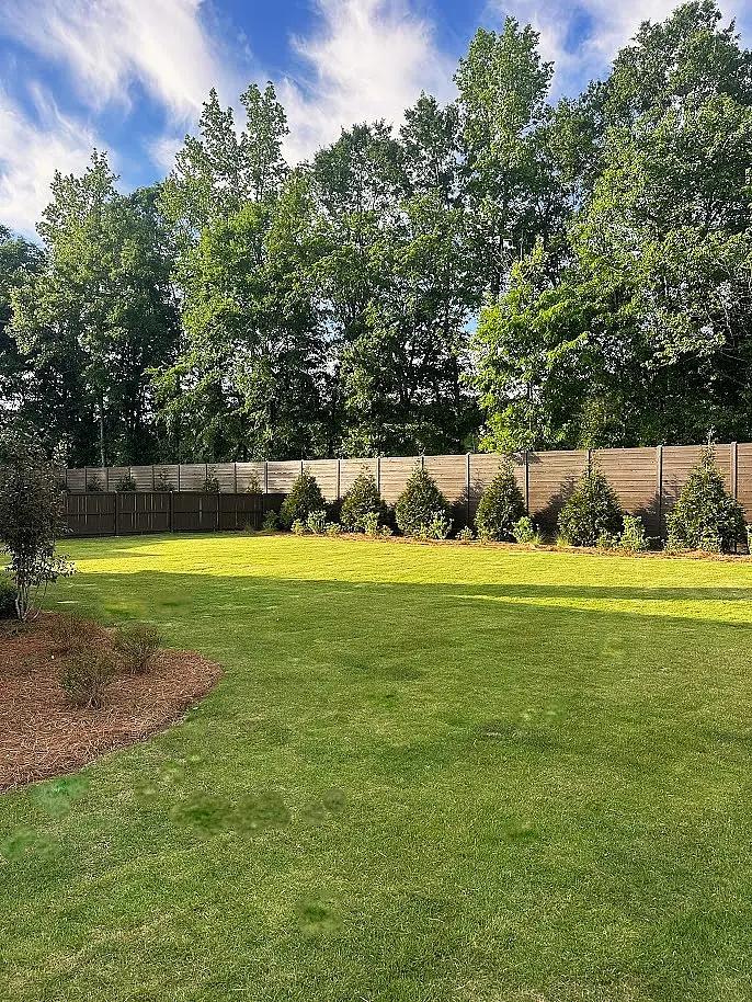 Backyard lawn with a new privet hedge row under blue sky